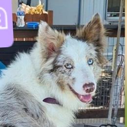 Tala - Border Collie