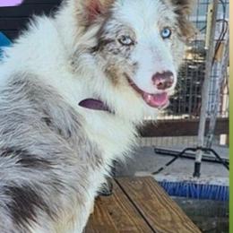 Tala - Border Collie