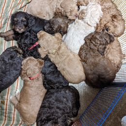 Australian Labradoodle Puppies from Llewellyn's Grove Labradoodles