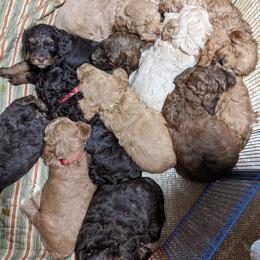 Australian Labradoodle Puppies from Llewellyn's Grove Labradoodles