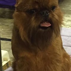 Brussels Griffons from Genesis Brussels Griffons