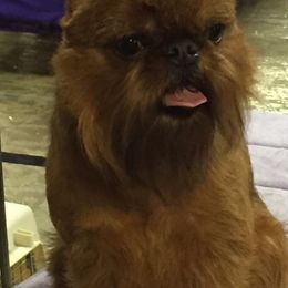 Brussels Griffons from Genesis Brussels Griffons