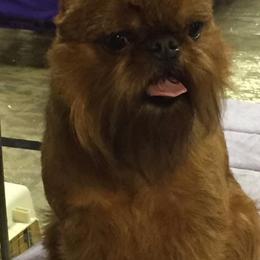 Brussels Griffons from Genesis Brussels Griffons
