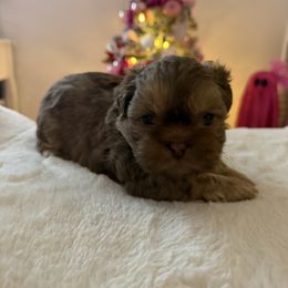 Boy 1 - Chocolate and tan male Shih Tzu puppy in Milford, Delaware from Spunky Shih-Tzus Delaware (Spunky Shih-Tzus)