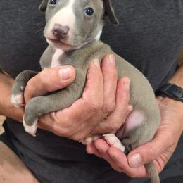 Lance - Blue male Italian Greyhound puppy in Parsons, Kansas from Feathered Cactus Farm