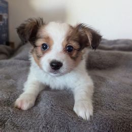 Sebastian - White and sable male Papillon puppy in Joshua, Texas from Summertime Kennels