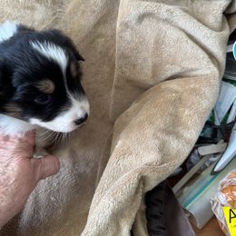 Australian Shepherd Puppies from Fly by Nite Australian Shepherds
