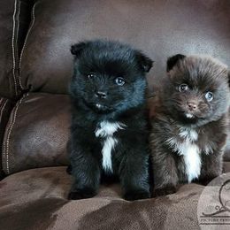 Pomeranian Puppies from Picture Perfect Pomeranians
