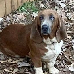Peanutbutter - Basset Hound