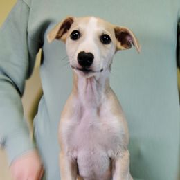 Brynjolf - Fawn Whippet puppy in Muncie, Indiana from Valenwood Whippets