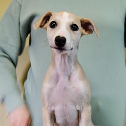 Brynjolf - Fawn Whippet puppy in Muncie, Indiana from Valenwood Whippets