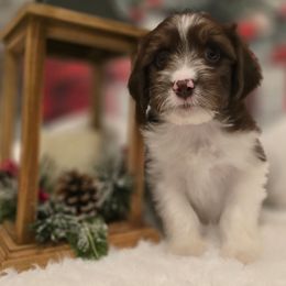 Marilyn - Brown female Double Doodle puppy in Prescott Valley, Arizona from Ramirez Family Doodles