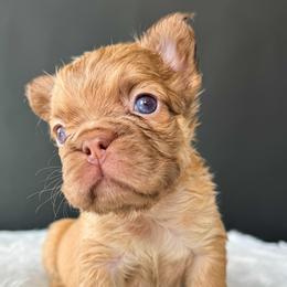 Rusty - Fawn male French Bulldog puppy in Porter, Texas from Whatabulldog