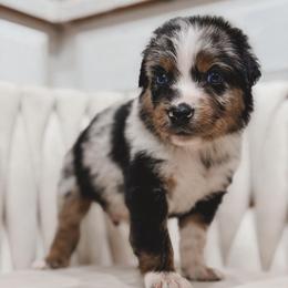 Blaze - Blue merle male Australian Shepherd puppy in Polk City, Florida from Skaky Shepherds