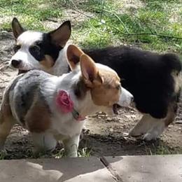 American Corgis and Pembroke Welsh Corgis from 101 Corgis