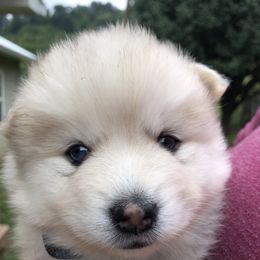 Pomsky and Siberian Husky Puppies from Cold Mountain Kennel