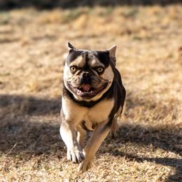 Whiskey - Tricolors male French Bulldog puppy in Lubbock, Texas from West Texas Dachshunds LLC