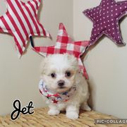 Jet - White male Mal-Shi puppy in Morehead, Kentucky from Paw Perfect Pets
