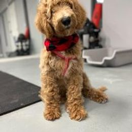 Australian Labradoodle and Double Doodle Puppies from Love Me Pooch