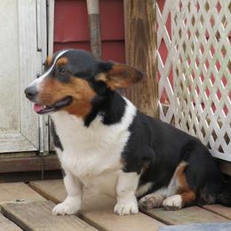 Cardigan Welsh Corgis from Bruce McDowell's Cardigan Welsh Corgis