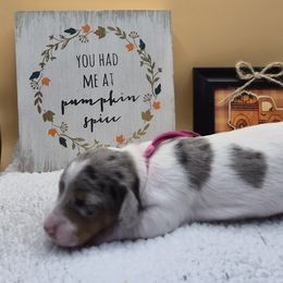 Girl 1 - female Dachshund puppy in Salem, Oregon from Wonder Weenies