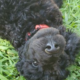 Poodle Puppies from Angel's Star Poodles