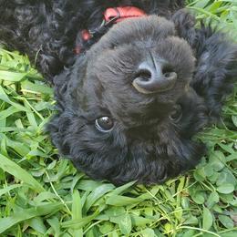 Poodle Puppies from Angel's Star Poodles