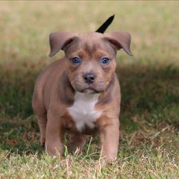 Naomi - Fawn sable female American Bully puppy in Easton, Maryland from Night Court Bullies