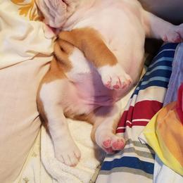 Bulldog Puppies from Toadhall Bulldogs