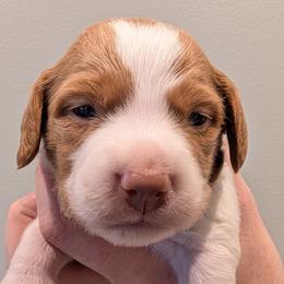 Colt - Orange and white male Brittany puppy in Hollidaysburg, Pennsylvania from Royal Flush Farms