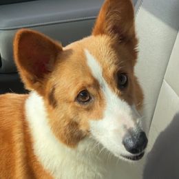 Pembroke Welsh Corgis from Solinger Wags and Wiggles