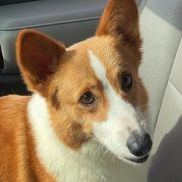 Pembroke Welsh Corgis from Solinger Wags and Wiggles
