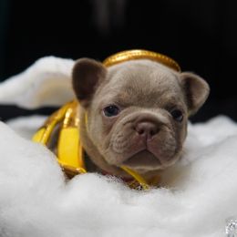 Naomi - Blue female French Bulldog puppy in Joliet, Illinois from MarvelousFrenchies
