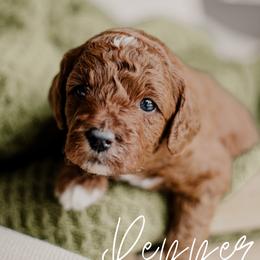 Pepper - Red  male Goldendoodle puppy in Patterson, California from Dooling Doodles