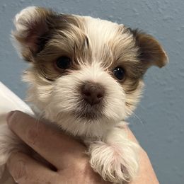 Yorkshire Terrier puppies from Angel Spun Yorkies