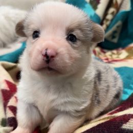 Girl 2 - Blue female Pembroke Welsh Corgi puppy in Beggs, Oklahoma from Blue Diamond Corgi’s
