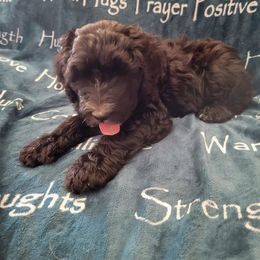 Sheepadoodle Puppies from Betsy's Black Jack Doodles