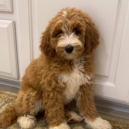 Annie - Goldendoodle