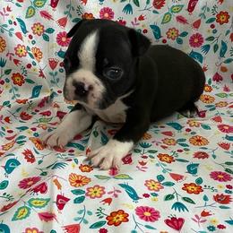 Valor - Black and white male Boston Terrier puppy in Fillmore, Illinois from Wind Hill Puppies