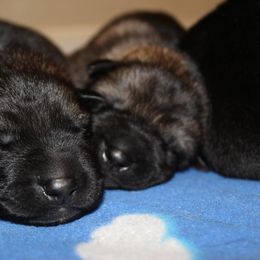 German Shepherd Puppies from Zobelhund German Shepherds