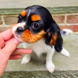 Caledonia aka Callie - Tri-color female Cavalier King Charles Spaniel puppy in Watsontown, Pennsylvania from Huntsman Cavaliers