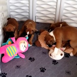 Boxer Puppies from Elevated Boxers