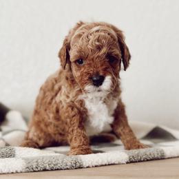 Messi - Apricot male Cavapoo puppy in Mesa, Arizona from Pedersendoodles