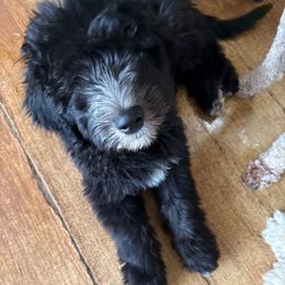 Joseph red collar - Black and white male Sheepadoodle puppy in Eleva, Wisconsin from Molly’s Doodles