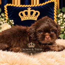 Prince Jackson - Chocolate male Shih Tzu puppy in Xenia, Ohio from Crown & Tress Shih Tzu
