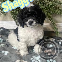 Shaggy - Black and white male Cockapoo puppy in Anniston, Alabama from Mason Farmhouse Poodles, Doodles & Poos (Breeding & Stud Services)