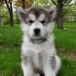 Alaskan Malamute Puppies from Delphi Alaskan Malamutes