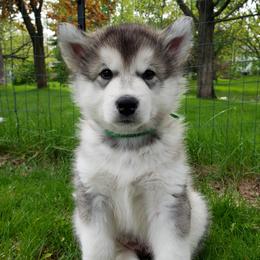 Alaskan Malamute Puppies from Delphi Alaskan Malamutes