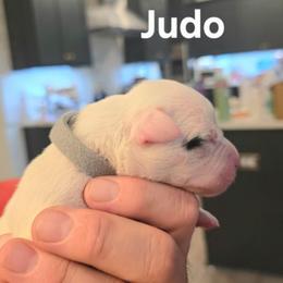 Judo - White male American Bulldog puppy in Homer, Georgia from Valor American Bulldogs