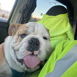 Maui - Bulldog